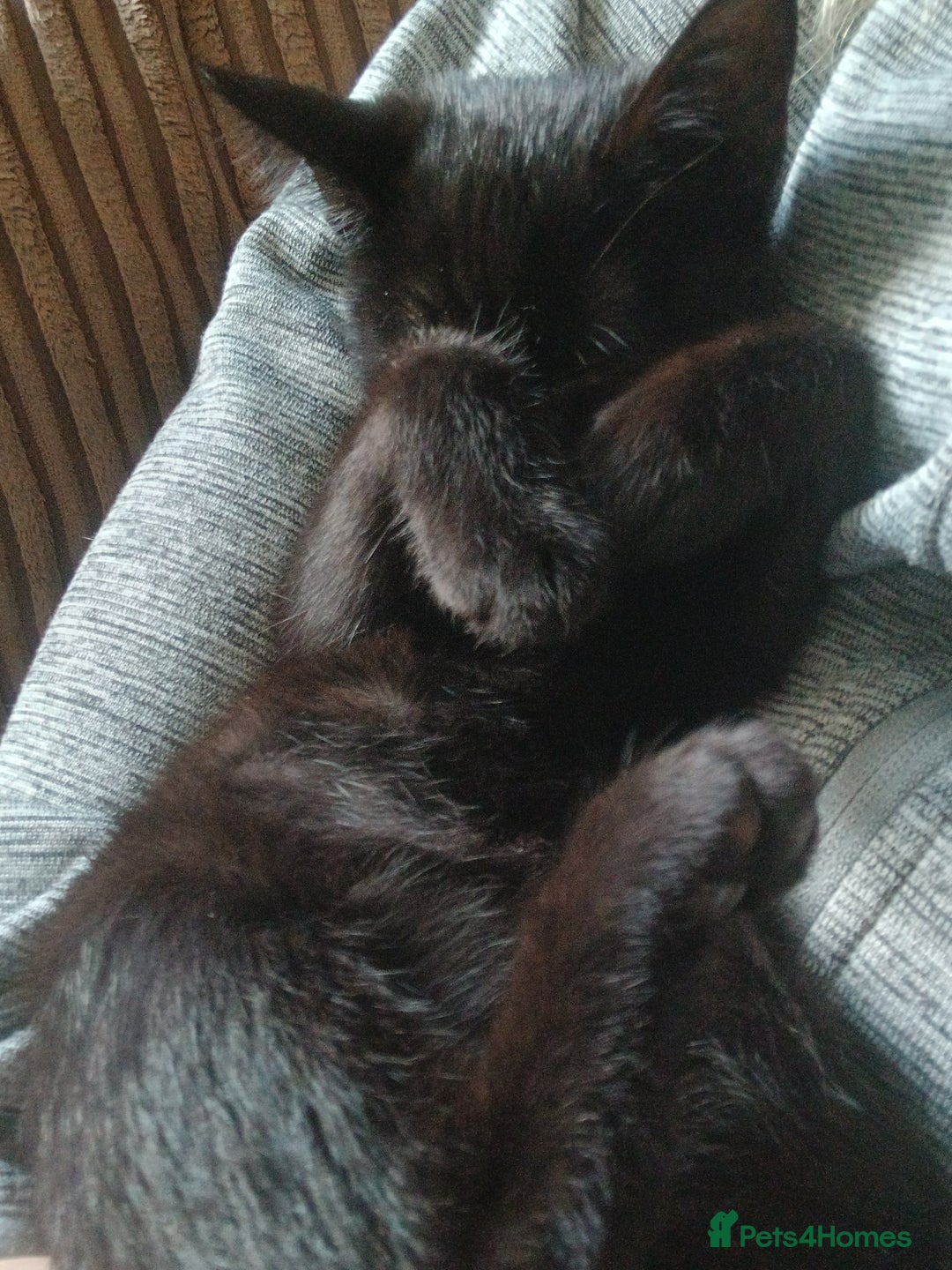 Mixed Breed cats for sale: Female Black 4 months old - Image 5