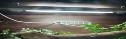 Mixed Breed reptiles for sale: 2 geckos 3 snakes  - Advert 4