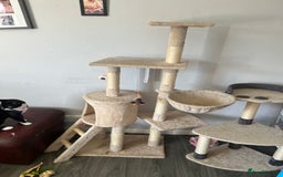 Mixed Breed cats for sale: 2 sister cats for sale - Image 6