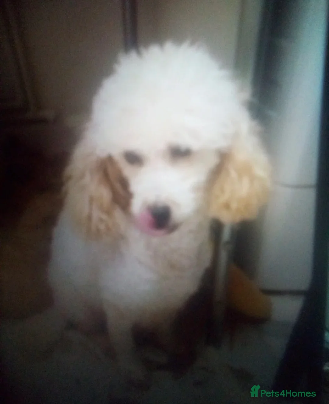 Mixed Breed dogs for sale: Lovely female puppy ready to leave  in Reading - Advert 2