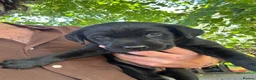 Labrador Retriever dogs for sale: Black KC Lab puppies - Advert 3