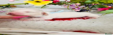 Cream Piebald Boy