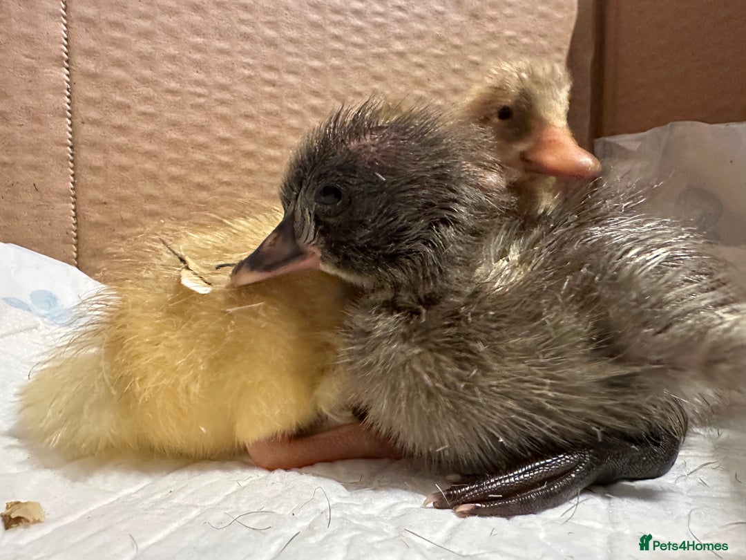 Ducks poultry for sale: 3 runner ducklings ducks Indian runner  - Image 4