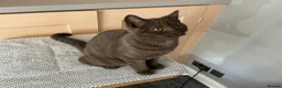 British Shorthair cats for sale: Beautiful chocolate female  - Advert 4
