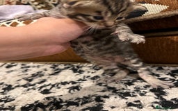 Bengal cats for sale: Bengal Mix Ready!!- 4/6 left! - Image 11