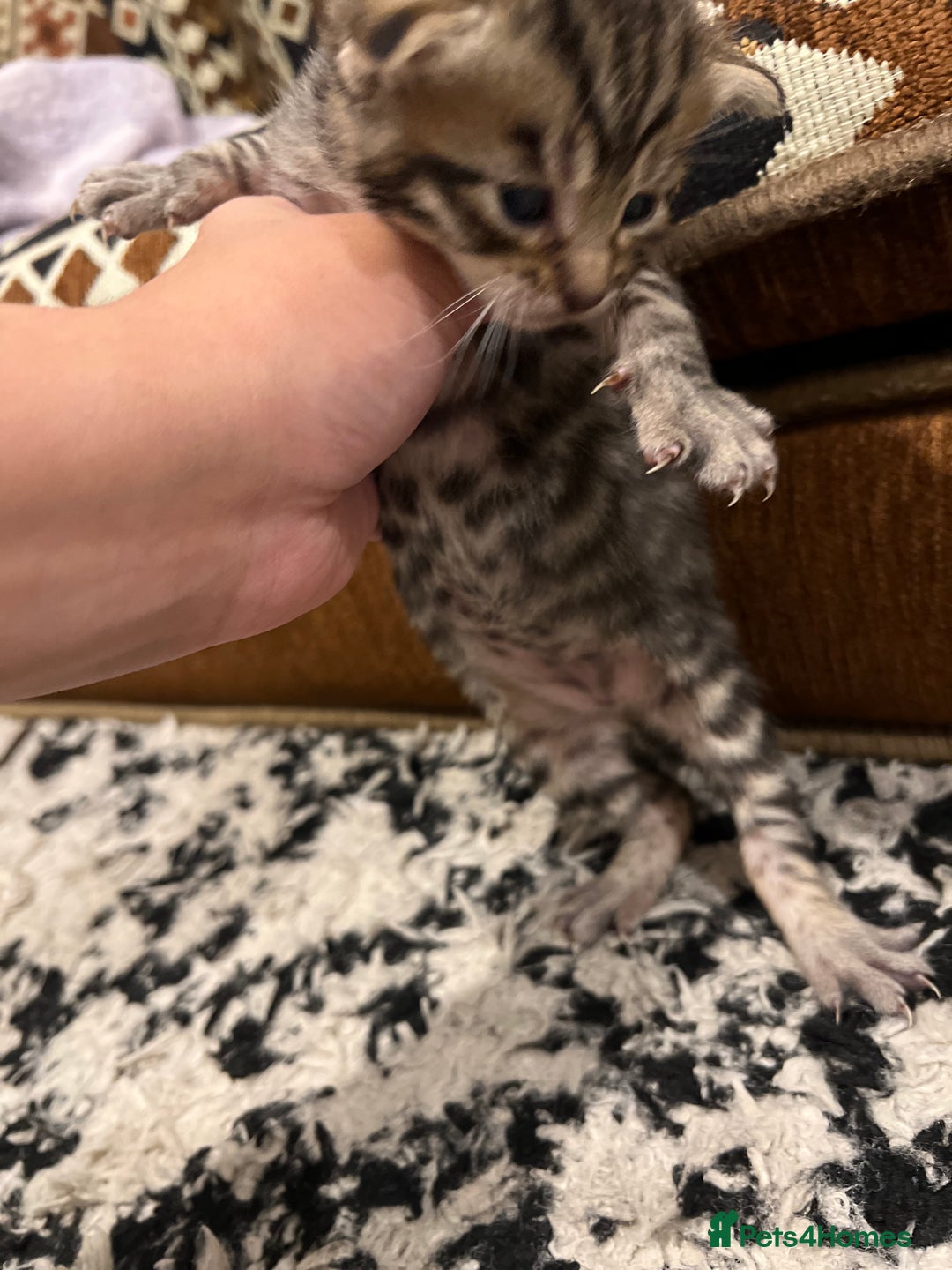 Bengal cats for sale: Bengal Mix Ready!!- 4/6 left! - Image 11