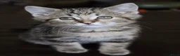 Bengal cats for sale: Bengal , tabby kittens  in Ilford - Advert 18