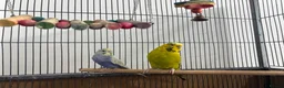 Parrots birds for sale: Baby Budgies available £75 a pair - Advert 1