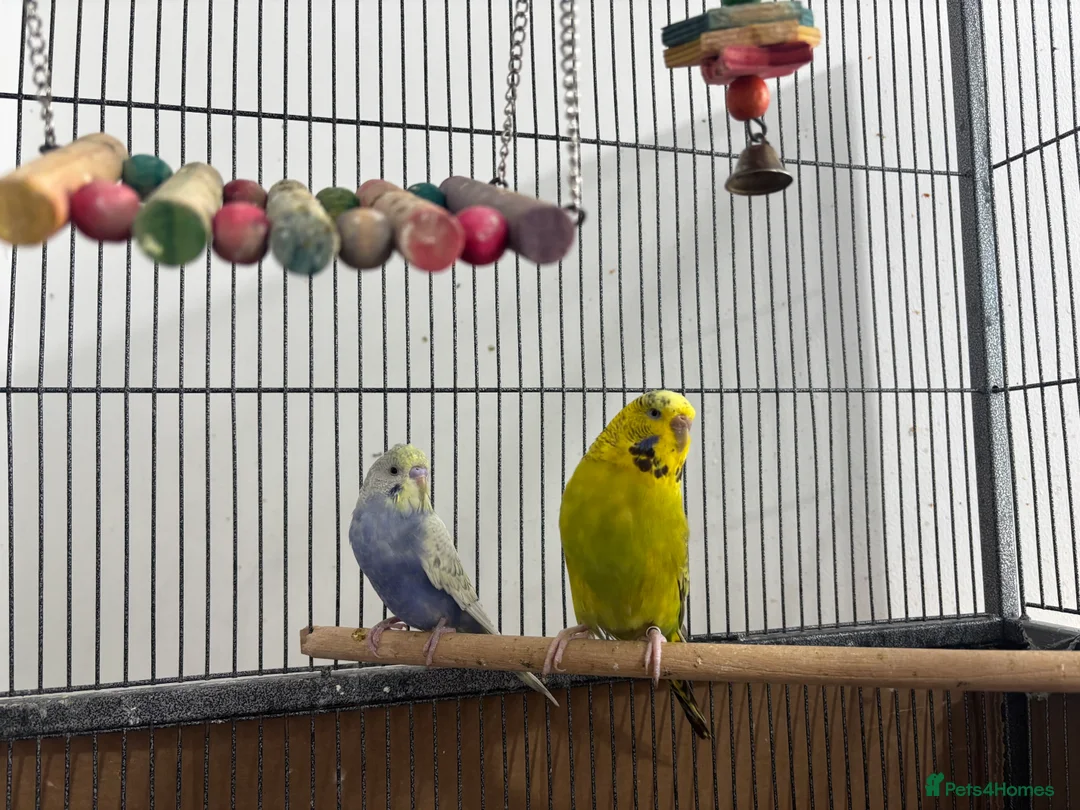 Parrots birds for sale: Baby Budgies available £75 a pair - Advert 1