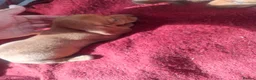 Dachshund dogs for sale: Dashonds - Advert 9