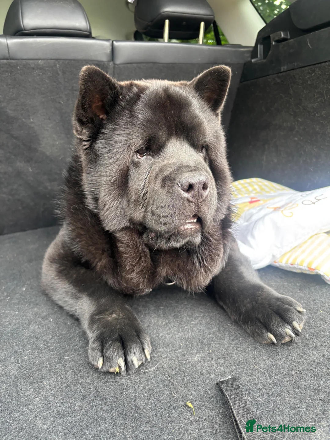 Chow Chow dogs for sale: 8 month old male smooth coat chow chow  - Advert 2