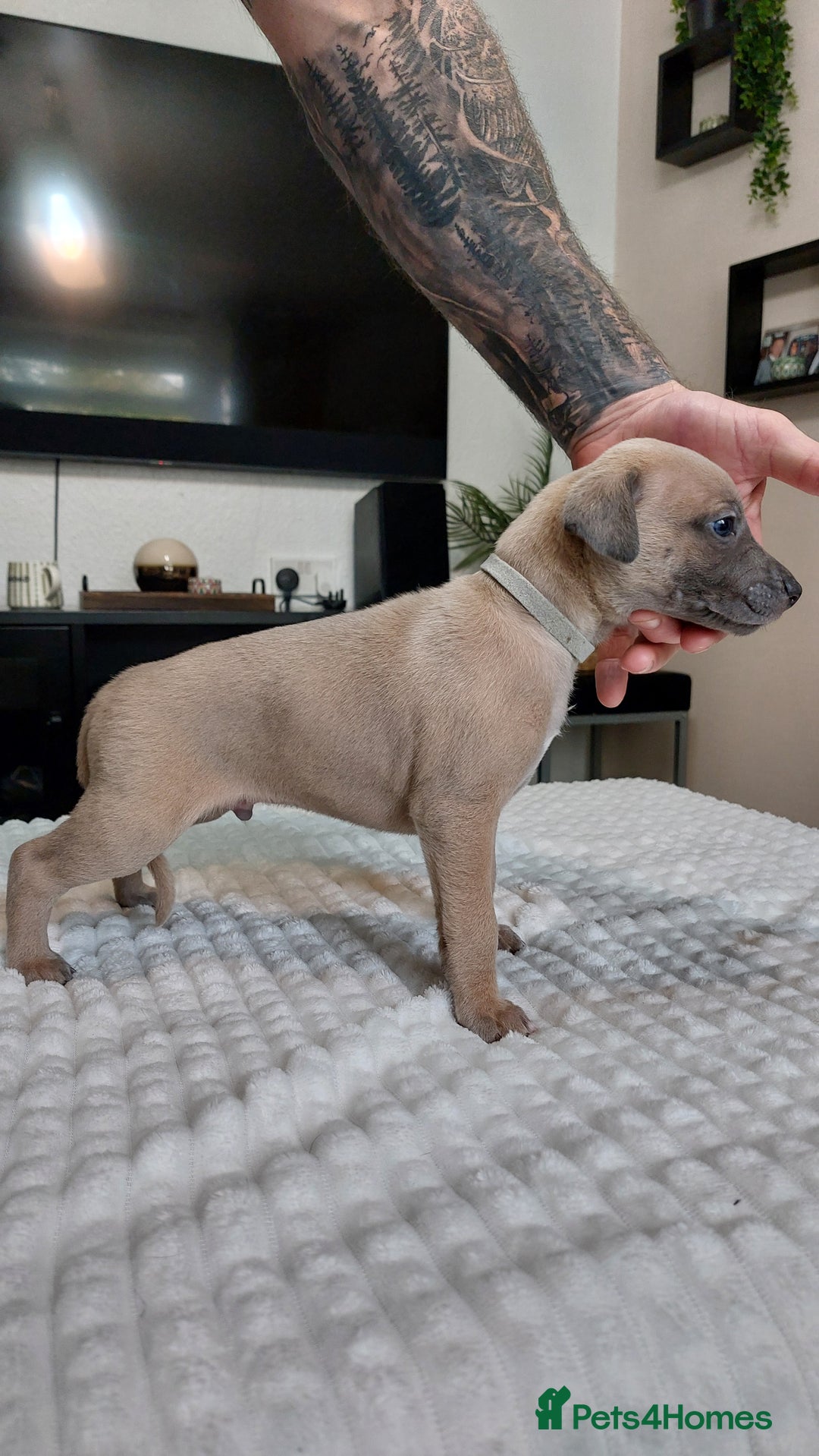 Whippet dogs for sale: Whippet pups  - Image 13