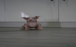 American Bully dogs for sale: Mirco bully- perfect and ready to go.  - Advert 22