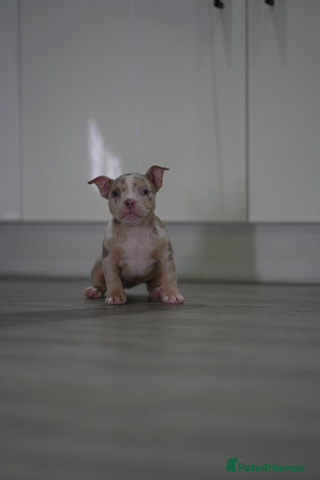 American Bully dogs for sale: Mirco bully- perfect and ready to go.  - Advert 22