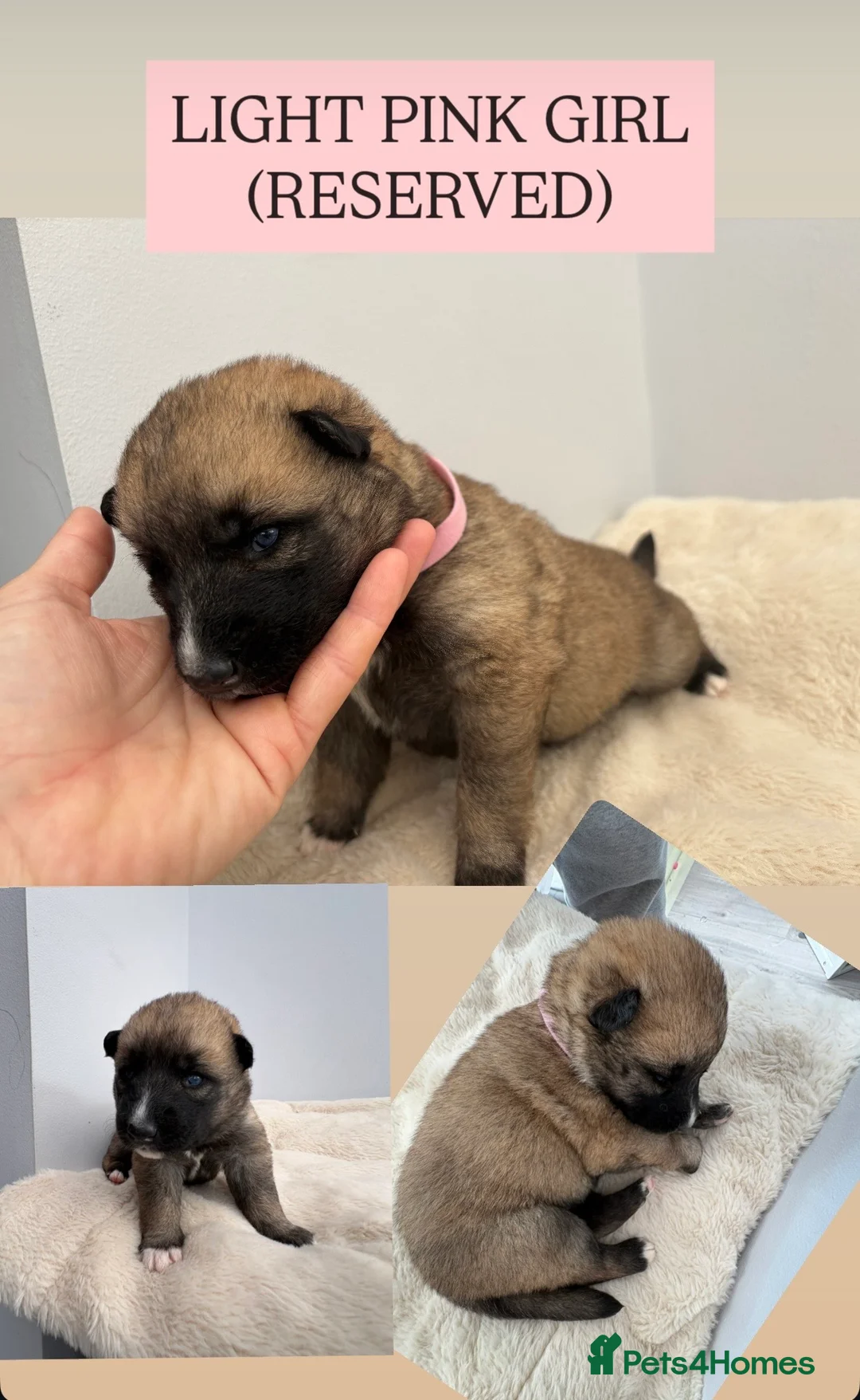 Shepsky dogs for sale: STUNNING SHEPSKY PUPPIES! - Advert 18