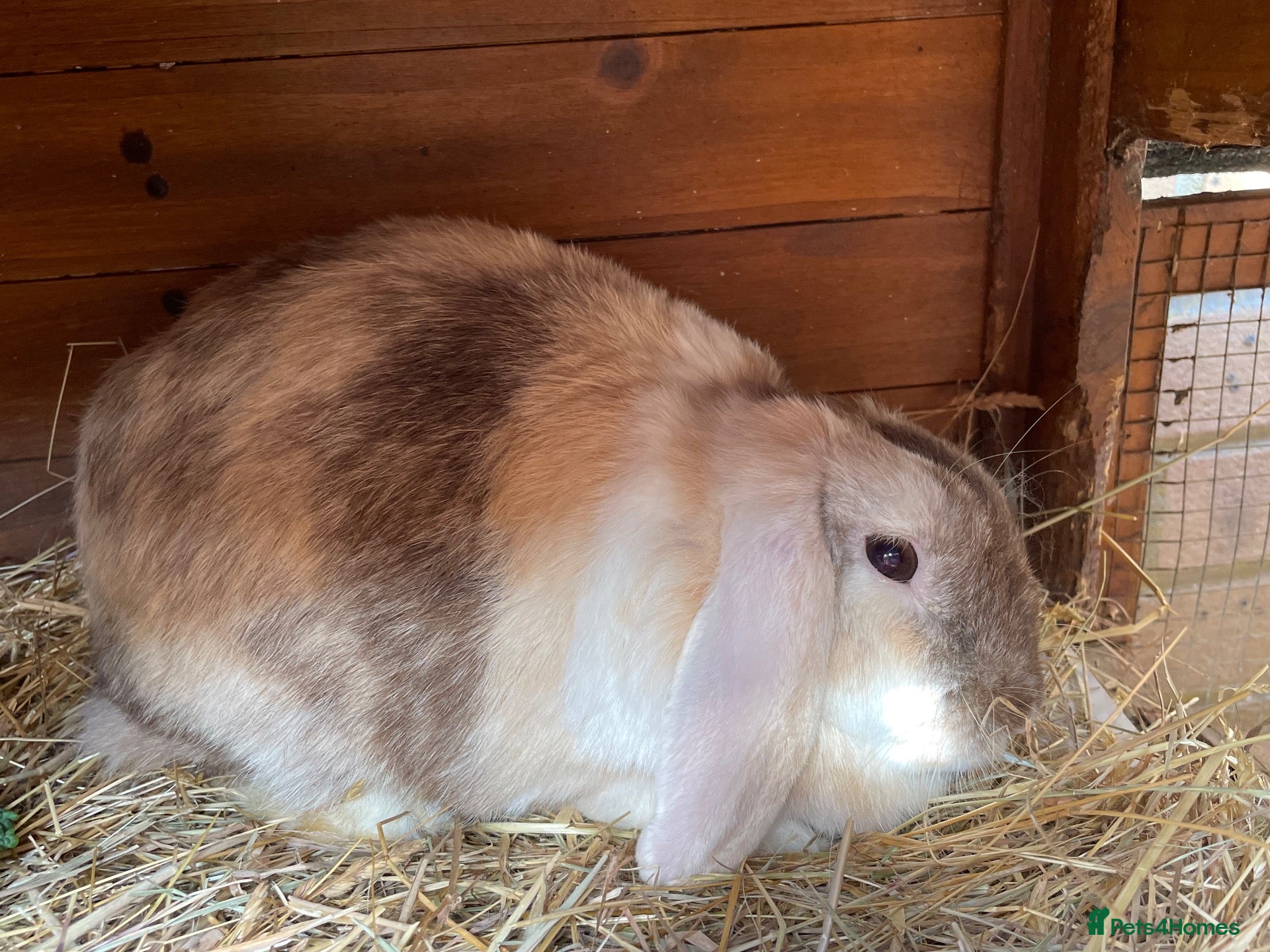 Guinea Pig rodents Mini lop rabbit  - Advert 16