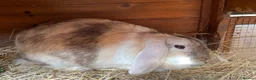 Guinea Pig rodents for sale: Mini lop rabbit  - Advert 1