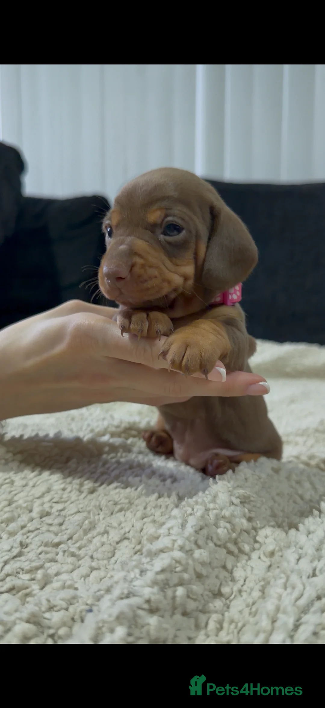 Miniature Dachshund dogs for sale: Miniature Dachshund Puppies - Advert 24