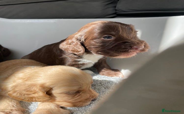Cockapoo dogs - Advert 7
