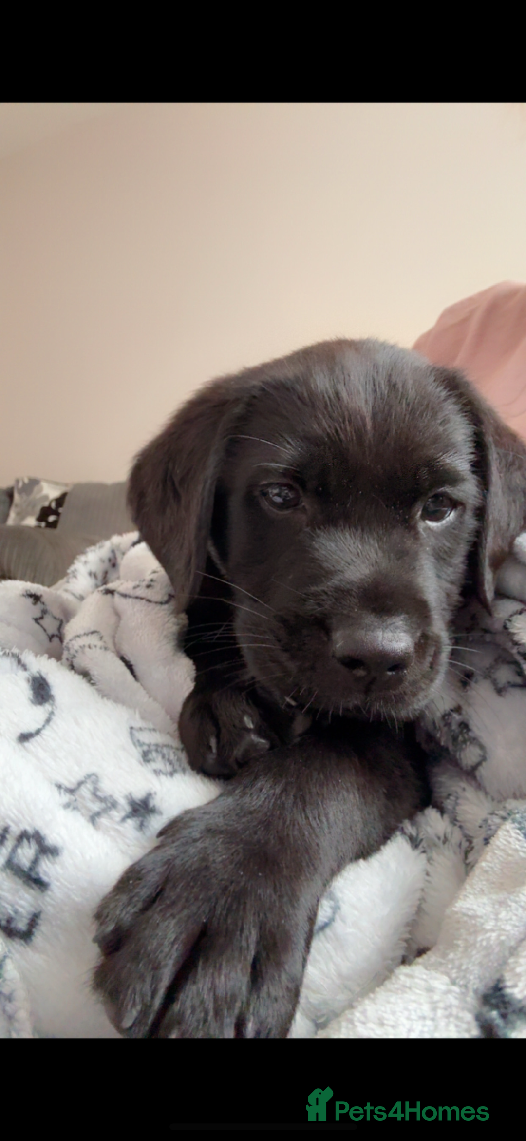 Labrador Retriever dogs for sale: 14 week old lab  - Image 2