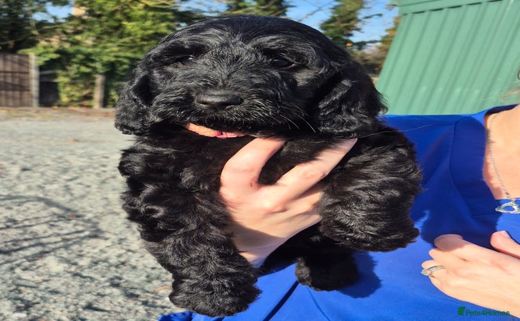 Cockapoo dogs - Advert 2