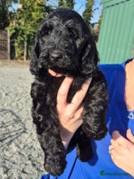 Cockapoo dogs Cockapoo Puppies - Advert 12