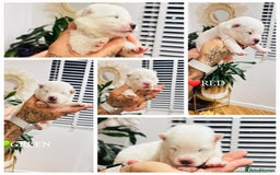 Samoyed dogs for sale: Samoyed puppies KC Registered Champions Bloodline  - Image 11