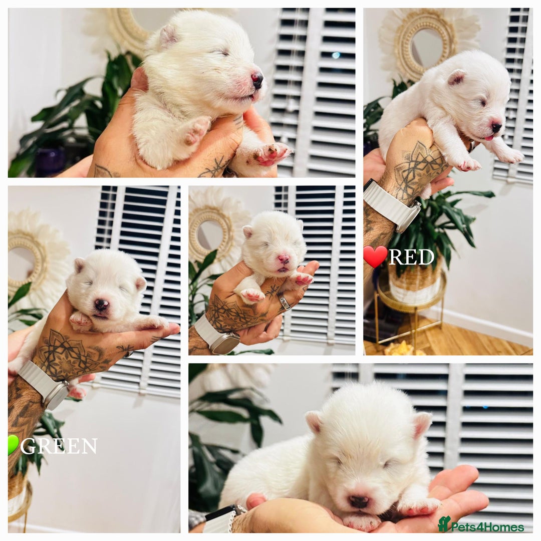 Samoyed dogs for sale: Samoyed puppies KC Registered Champions Bloodline  - Image 11