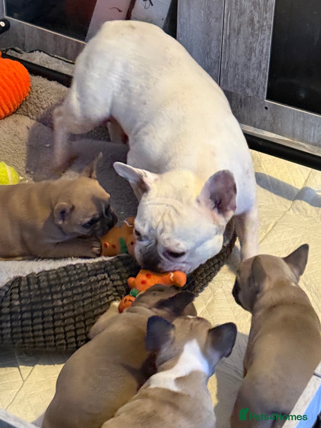 French Bulldog dogs for sale: 4 beautiful French bulldog puppies - Advert 1