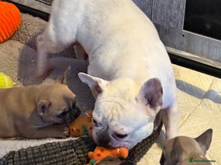 French Bulldog dogs 4 beautiful French bulldog puppies - Advert 1