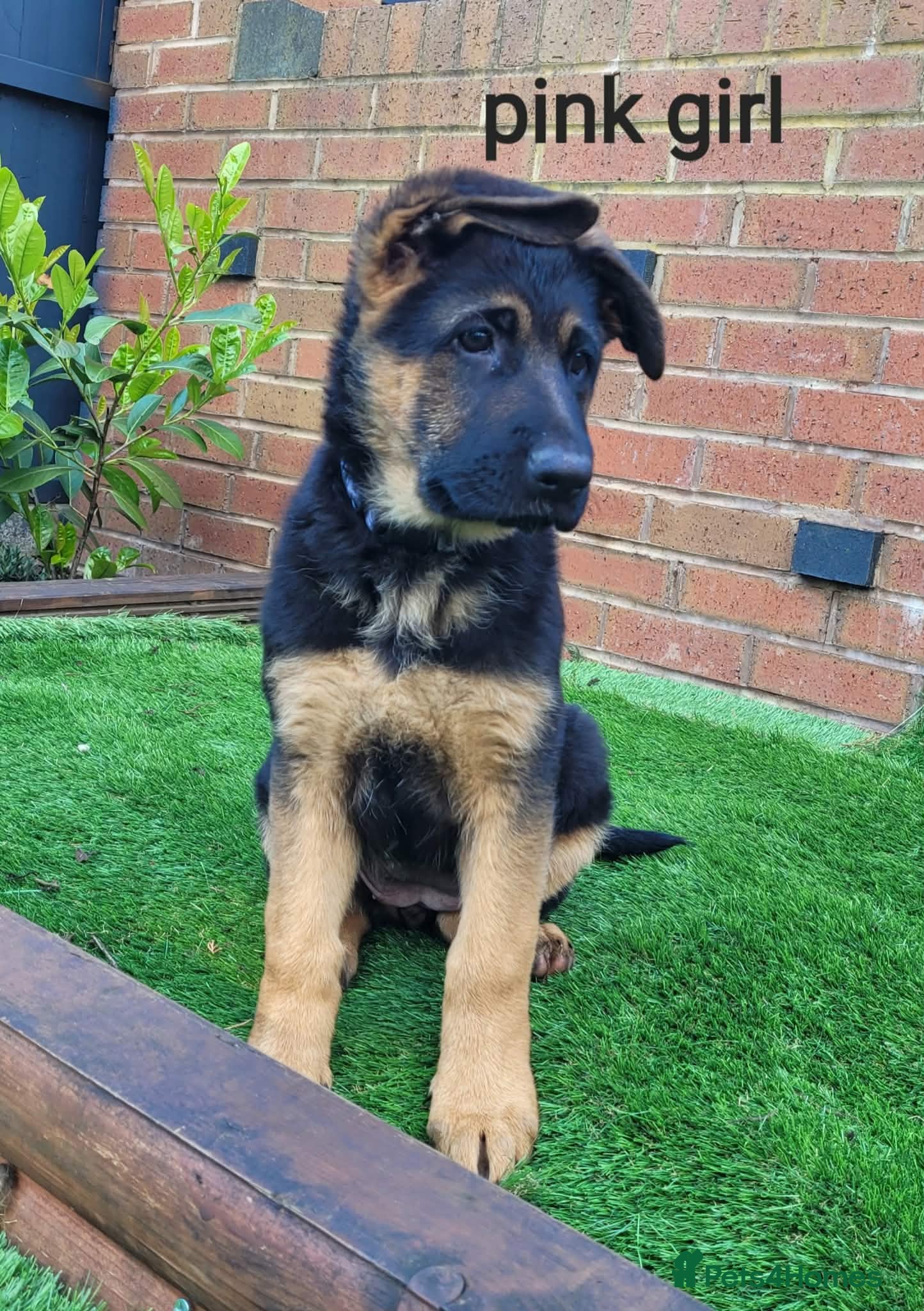 German Shepherd dogs 4 generation German shepard (shorthair) - Advert 3