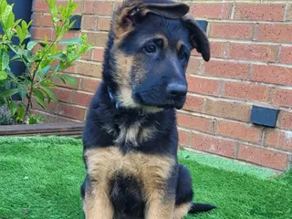 German Shepherd dogs 4 generation German shepard (shorthair) - Advert 6