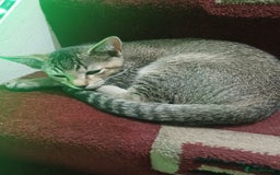 British Shorthair cats for sale: Kitten boy  - Image 12
