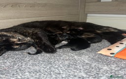 British Shorthair cats for sale: Female kittens - Image 6