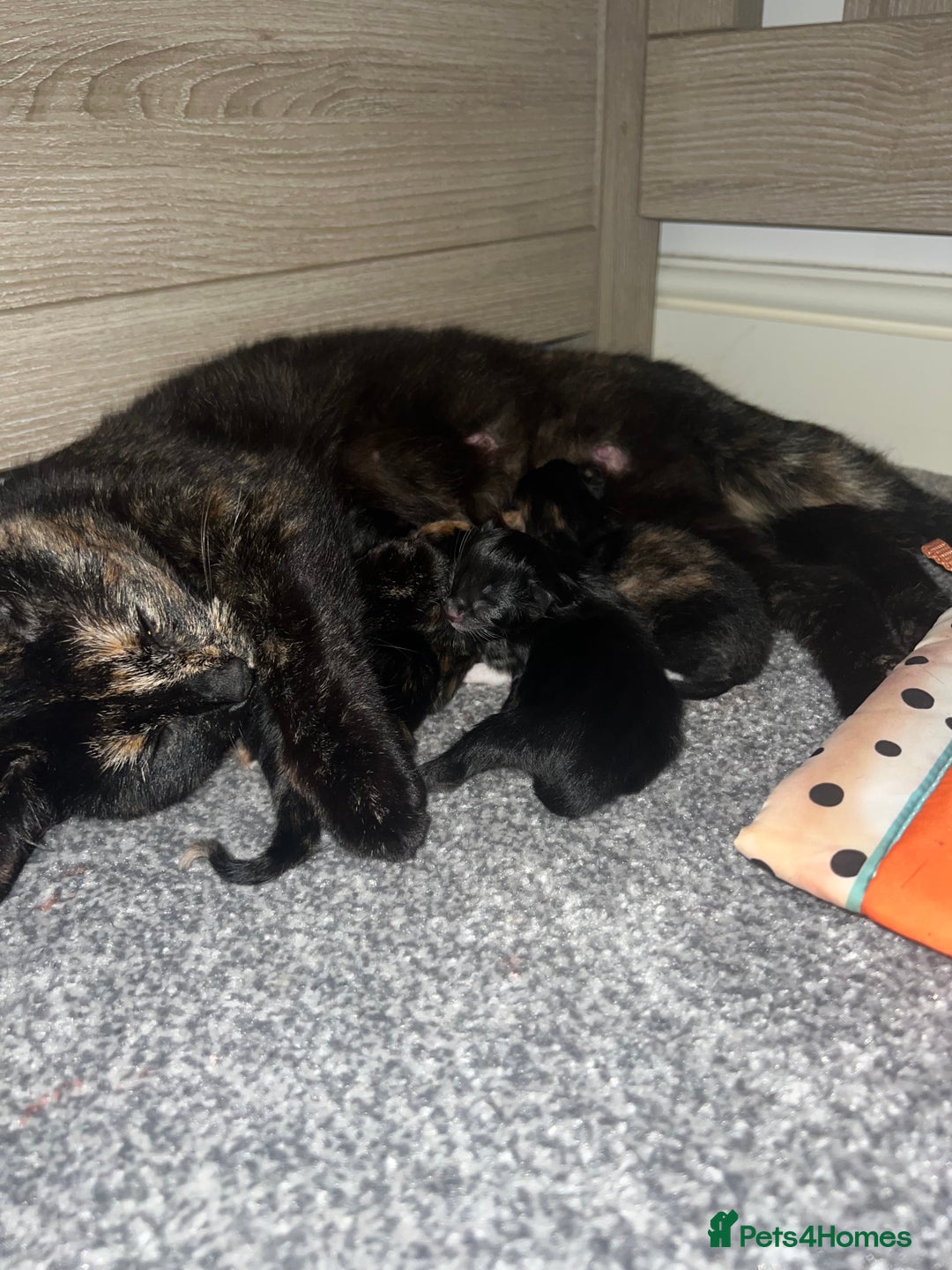 British Shorthair cats for sale: Female kittens - Image 6
