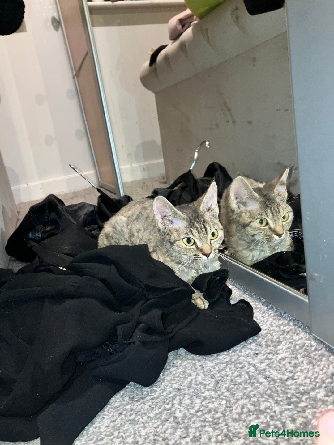 Devon Rex cats for sale: GCCF registered - Devon Rex Kittens - Advert 14