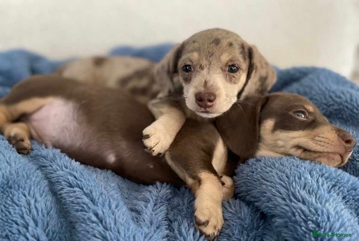 Miniature Dachshund dogs Kc Miniature dachshund puppies  - Advert 14