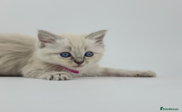Ragdoll cats - Advert 13