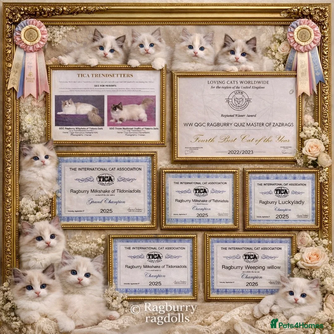 Ragdoll cats for sale: Elegant & stunning kittens  - Advert 7