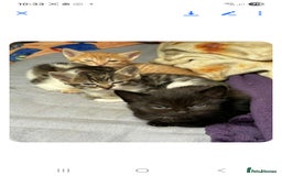 Mixed Breed cats for sale: 2 boys and 2 girls calico cats  - Image 7