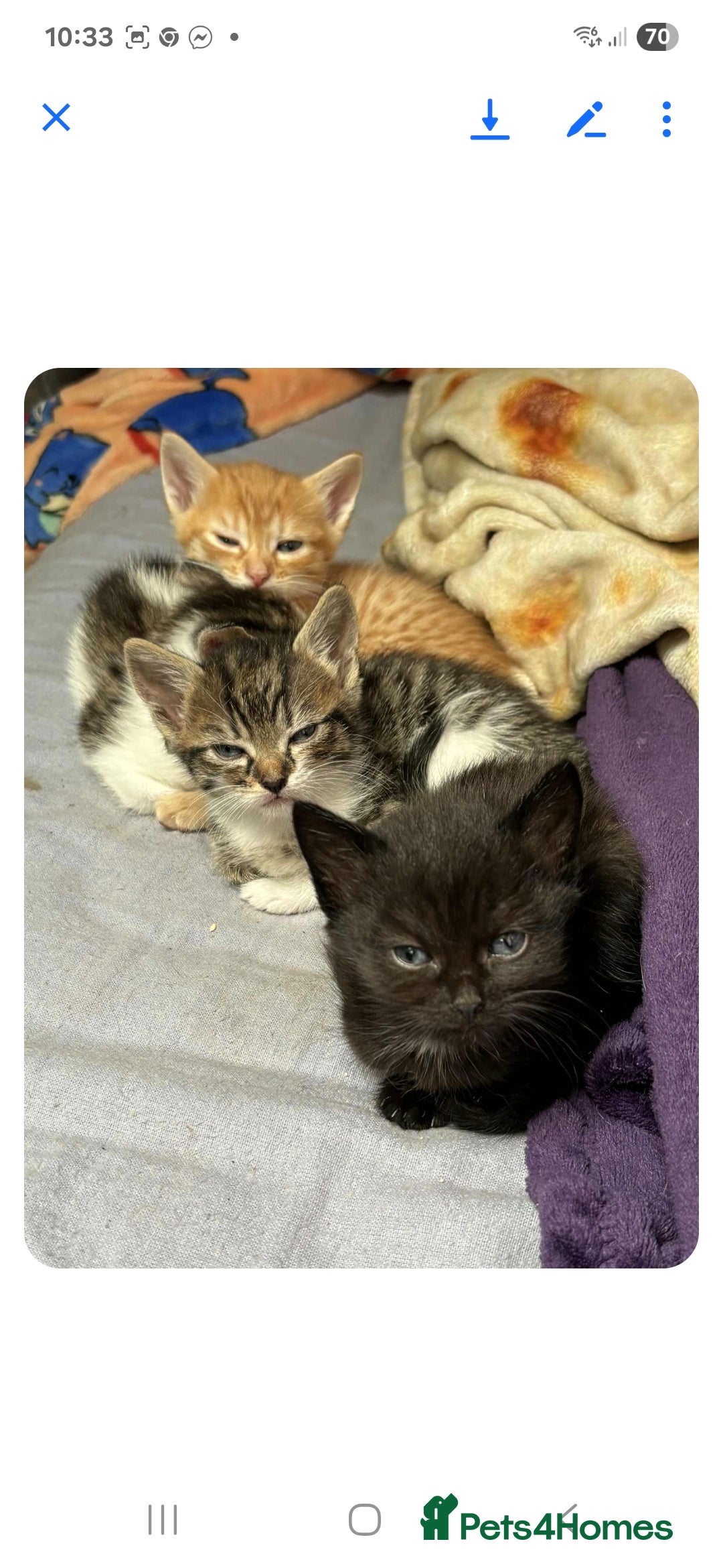 Mixed Breed cats for sale: 2 boys and 2 girls calico cats  - Image 7