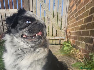 Pug dogs Gorgeous one of a kind full fluffy panda pug! - Advert 5