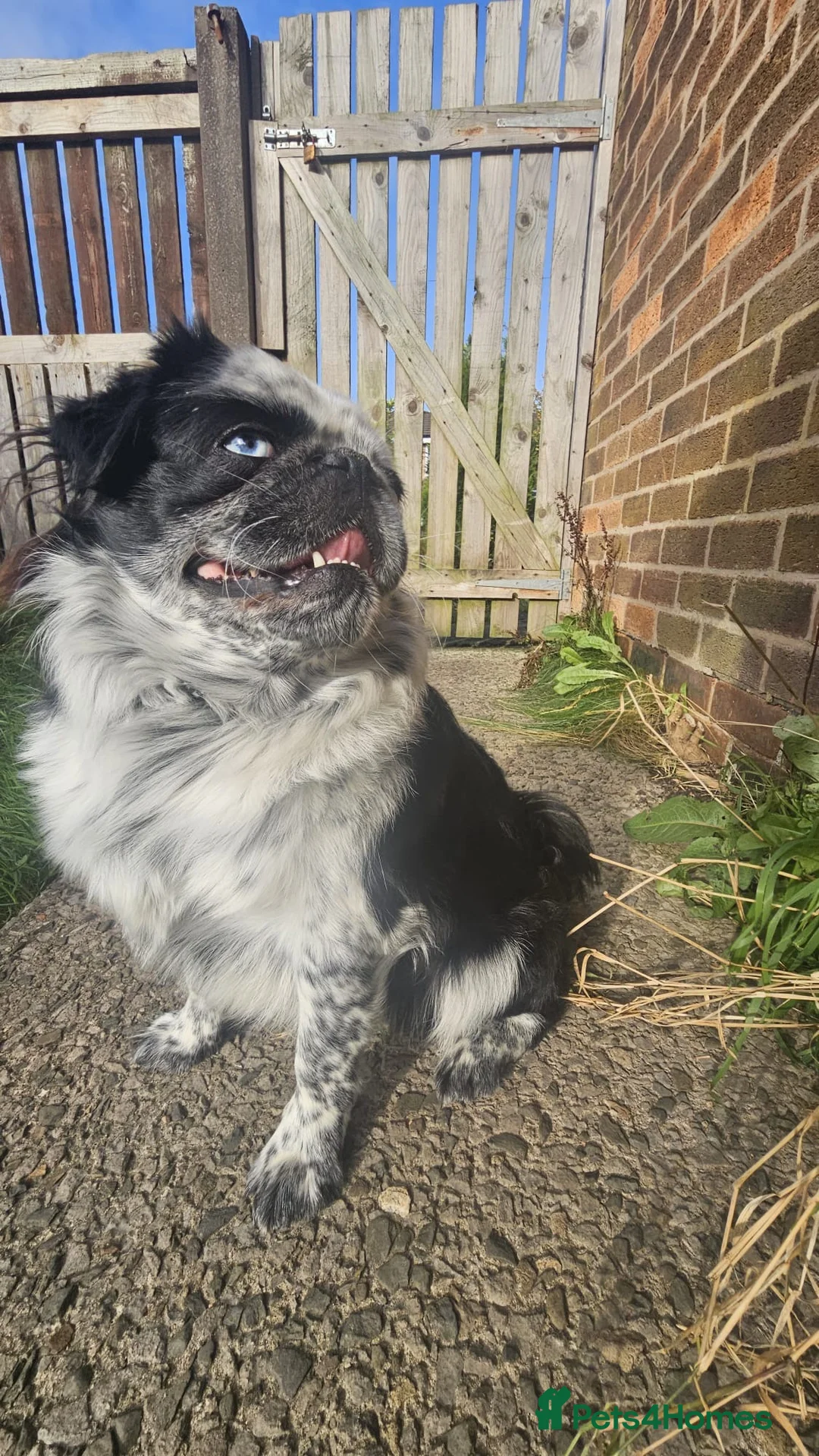 Pug dogs for stud: Gorgeous one of a kind full fluffy panda pug! - Advert 1