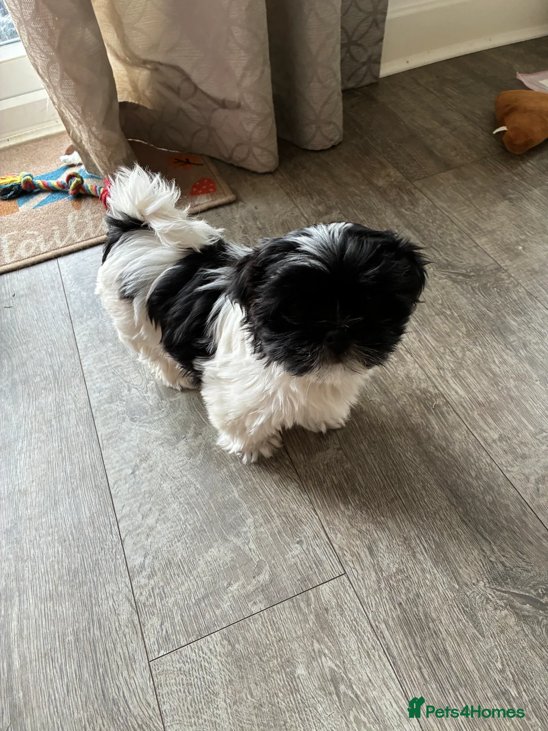 Malshi dogs for sale: Malshi pups - Advert 3