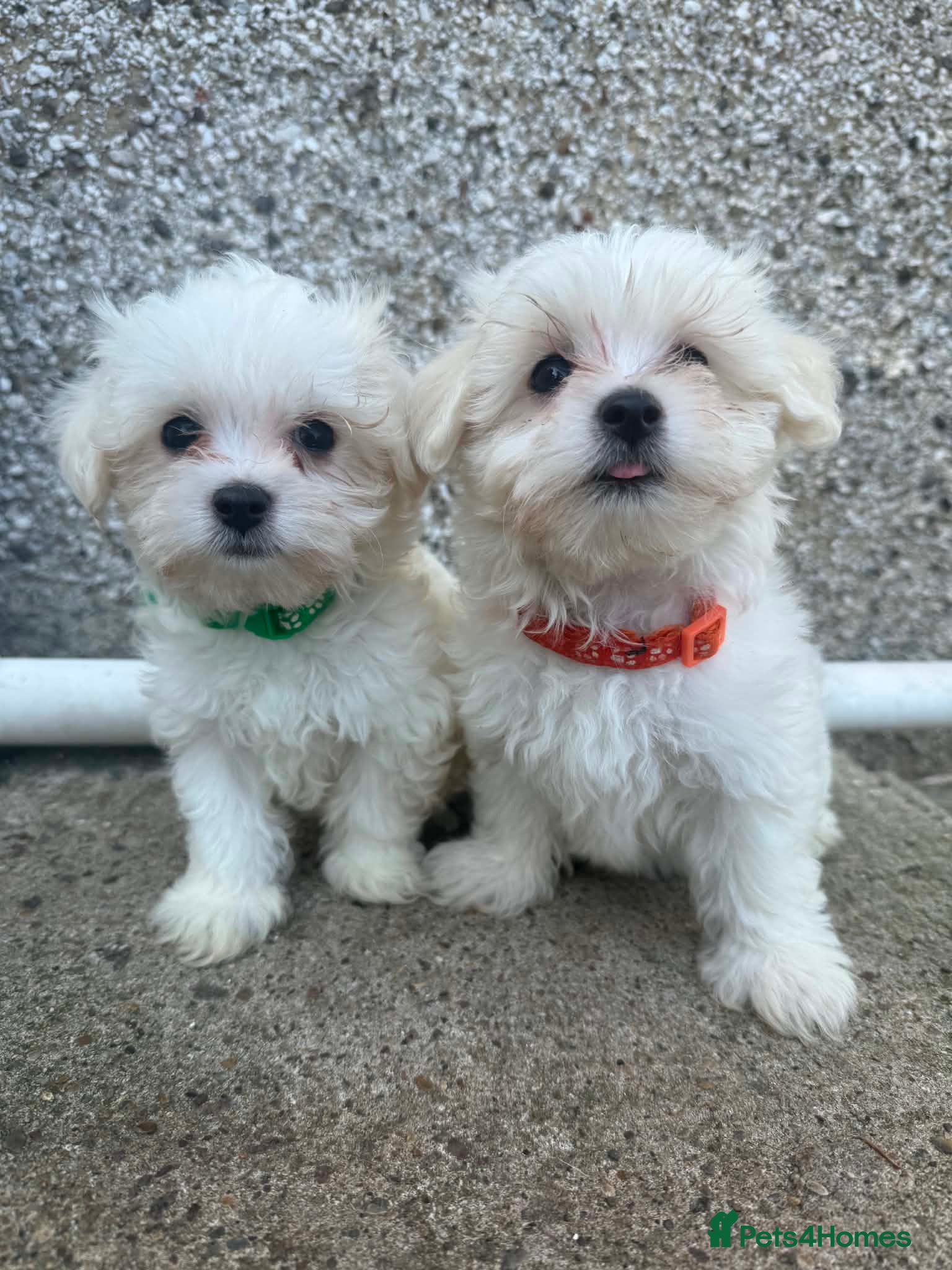 Maltese dogs Maltese puppies - Advert 2
