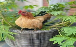 Chickens poultry for sale: Serama chicks for sale  - Image 6