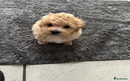 Maltipoo dogs for sale: Outstanding F1 Maltipoo Puppies - Image 19