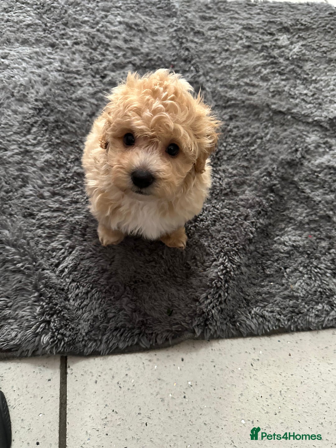 Maltipoo dogs for sale: Outstanding F1 Maltipoo Puppies - Image 19