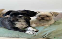 Mixed Breed dogs for adoption:  Meet Zola & Layla – The Perfect Little Pair - Image 2