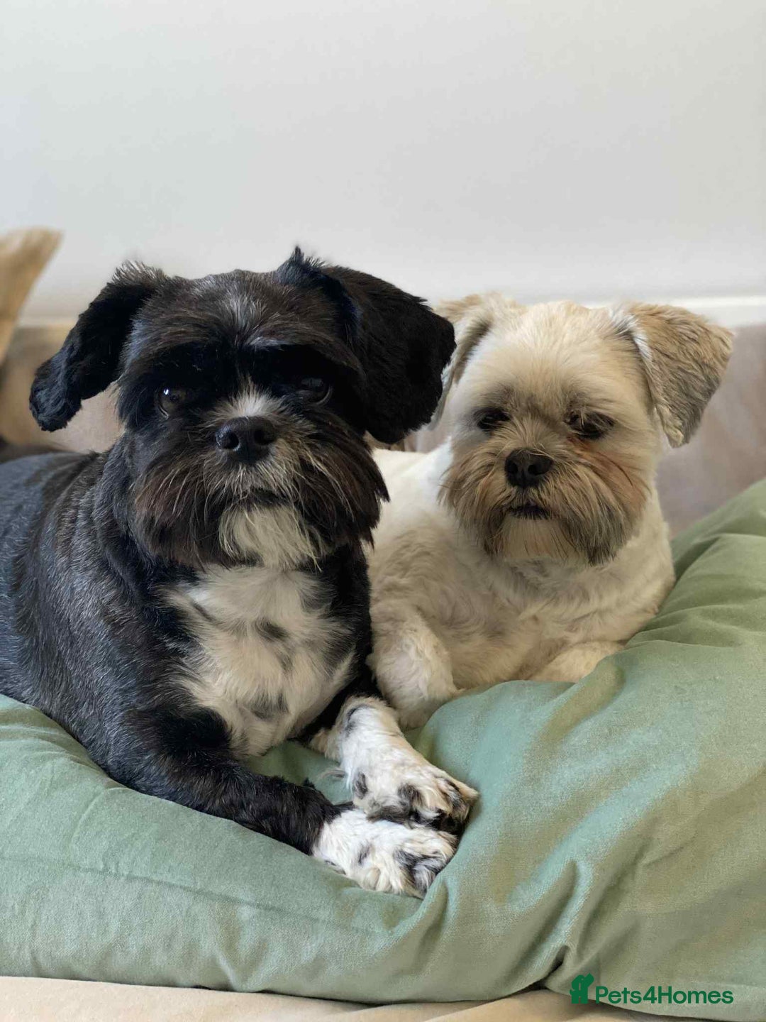 Mixed Breed dogs for adoption:  Meet Zola & Layla – The Perfect Little Pair - Image 2